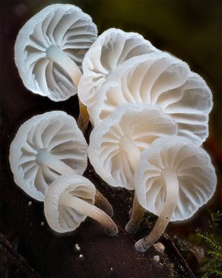 fungi-macro-photography-alison-pollack-03.jpg