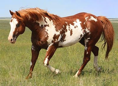 Mr-Parteebuilt_APHA_Overo_Stallion_3691-high.jpg