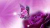 3D-Butterfly-HD-Wallpapers.jpg