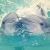 beautiful_dolphins_by_lazarusninja-d67qvov.jpg