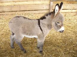 donkey2.jpg