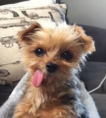 Ahhh something is wrong with my tongue