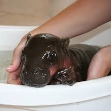 Awww but I wanted a bubble bath