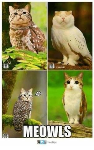 Meowls