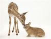 fawn and bunny.jpg